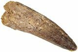 Fossil Spinosaurus Tooth - Real Dinosaur Tooth #310175-1